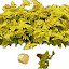 Autumn Fern