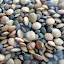 Lentils