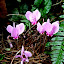 raggedy old cyclamen