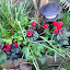 Cyclamen, red and ragged