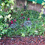 Red cyclamen