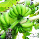 Banana