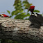 Crimson-Crested Woodpecker