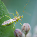assassin bug