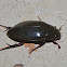 Water Scavenger Beetle
