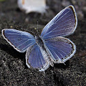Eastern tailed Blue