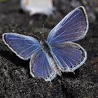 Eastern tailed Blue