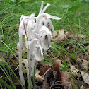 Indian Pipe