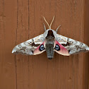 One-eyed Sphinx