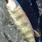 Yellow Perch
