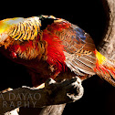 Golden Pheasant