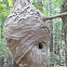Bald-faced Hornet