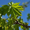 Maple