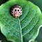 28-spotted Potato Ladybird