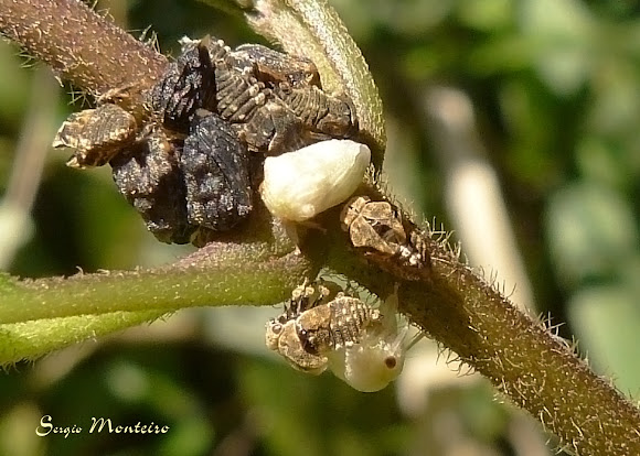Spotting Image 1
