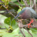 Green Heron