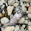 Rawaru (Blue cod)