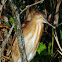 Yellow Bittern