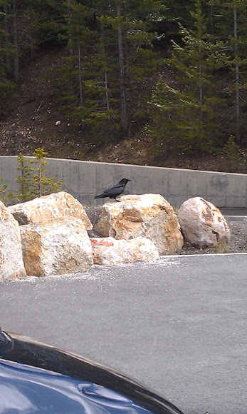 Spotting Image 1