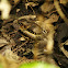 Large-tailed Nightjar