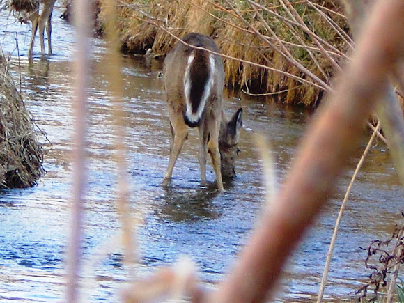 Spotting Image 1