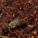 Honey Bee