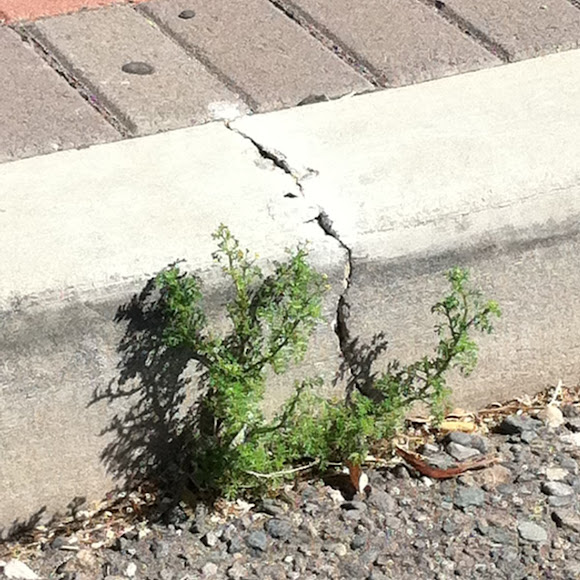 Spotting Image 1