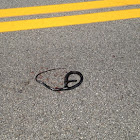 Southern black racer