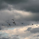 Demoiselle Cranes