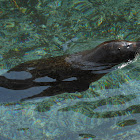Sea Lion