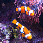 Clown Fish