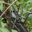 Downy Woodpecker