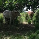 bulls/cow