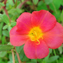 Pink Olasiman