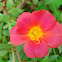 Pink Olasiman