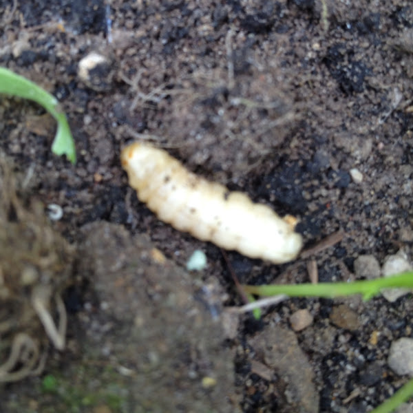 Squash vine borer (grub) Project Noah