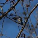 Blue Jay