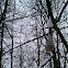 Black-capped Chickadee