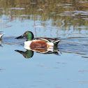 Northern Shoveler
