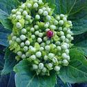 LadyBug