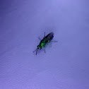Cuckoo wasp