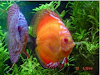 Atlas De Peces Disco Y Reproduccion  Regalo