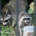 Common Raccoon