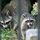 Common Raccoon