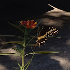 Swallowtail