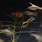 Swallowtail