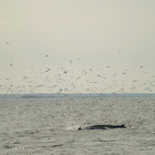 Bryde's Whale