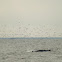 Bryde's Whale
