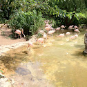 Chilean Flamingo