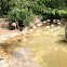Chilean Flamingo